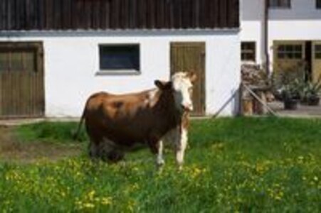 Bild-125m² Ferienwohnung Urlaub auf dem Bauernhof, Seiml-Hof, Obing