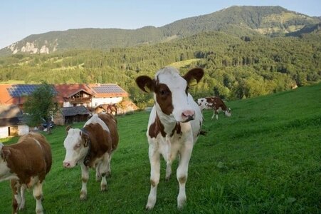 Bild-2  Urlaub auf dem Bauernhof, Nudlbichlerhof, Samerberg